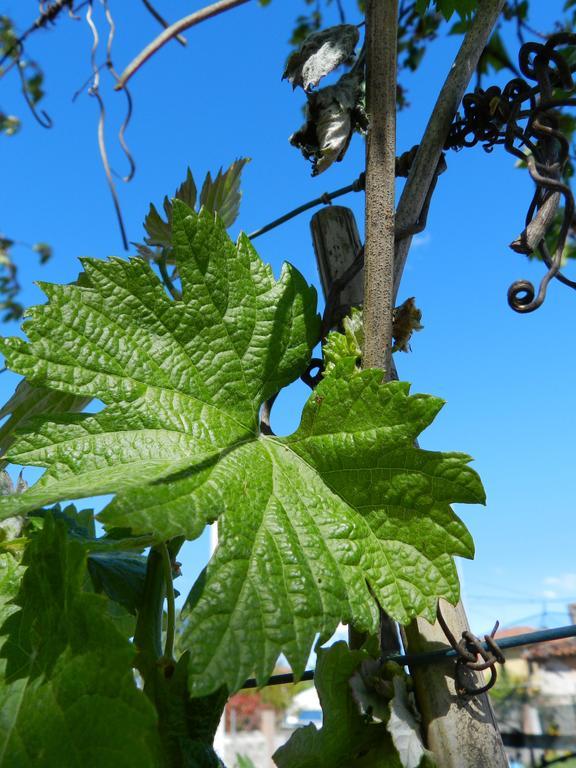 Agriturismo Tonutti Villa Tavagnacco Exterior foto